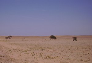 Sparse vegetation bent by steady winds on Sahara Coastline